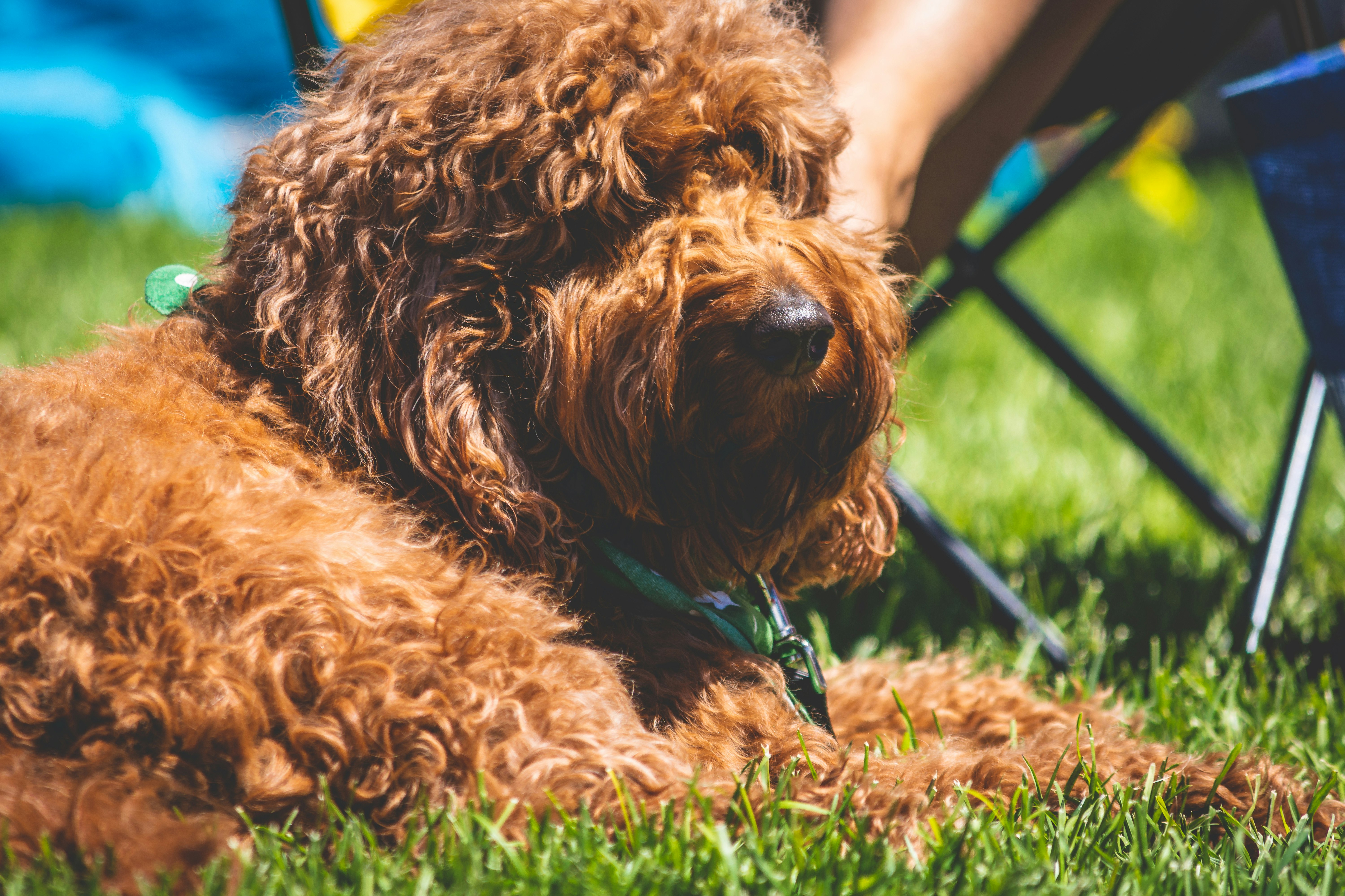 dog lying on green grass